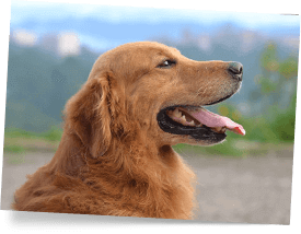 Restore Puppy Breath, Youthful Energy